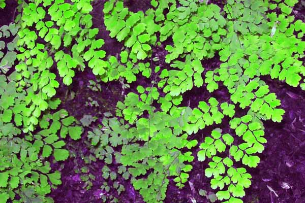 پرسیاوشان در طب سنتی